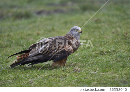 Red Kite standing in a grassy field Red Kite standing in a grassy field 86558040