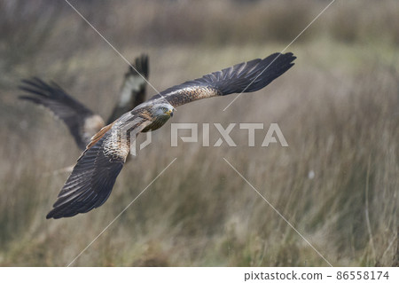 Red Kite swooping low for food Red Kite swooping low for food 86558174