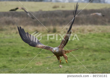 Red Kite swooping low for food 86558181
