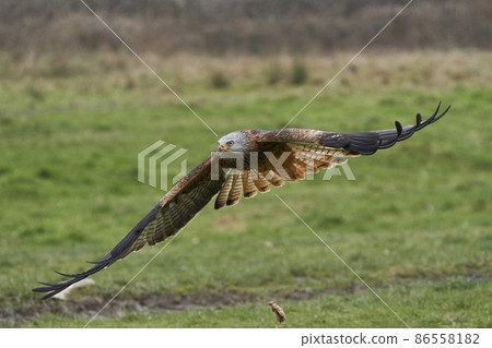 Red Kite swooping low for food 86558182