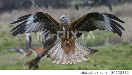 Red Kite swooping low for food Red Kite swooping low for food 86558183