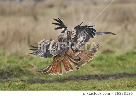 Red Kite swooping low for food 86558186