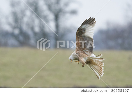White Red Kite in flight White Red Kite in flight 86558197