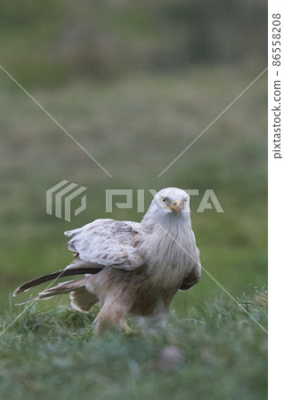 White Red Kite on the ground White Red Kite on the ground 86558208