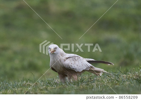 White Red Kite on the ground White Red Kite on the ground 86558209