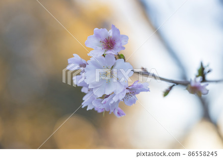 櫻花冬季櫻花櫻花粉紅色， 86558245