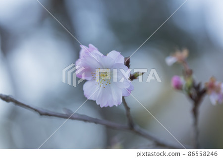 櫻花冬季櫻花櫻花粉紅色, 櫻花冬季櫻花櫻花粉紅色, 86558246