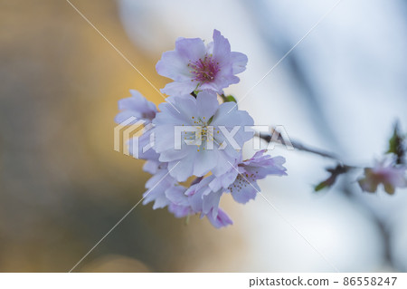 Sakura winter cherry blossoms cherry blossom pink, Sakura winter cherry blossoms cherry blossom pink, 86558247