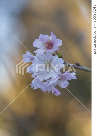Sakura winter cherry blossoms cherry blossom pink, Sakura winter cherry blossoms cherry blossom pink, 86558248