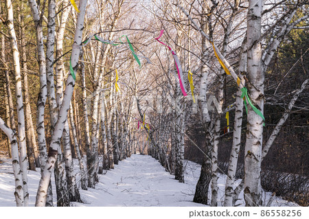 birch alley with ribbons in the park in winter birch alley with ribbons in the park in winter 86558256