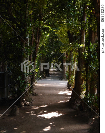 Namiki Fukugi (dark) 86558286