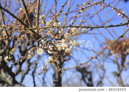 大牟田市Funami-ji Temple鮮花, 大牟田市Funami-ji Temple鮮花, 86558503