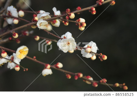 Omuta-shi Funami-ji Temple flowers, Omuta-shi Funami-ji Temple flowers, 86558525