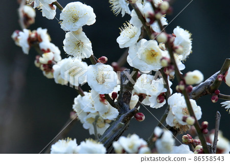 大牟田市Funami-ji Temple鮮花, 大牟田市Funami-ji Temple鮮花, 86558543