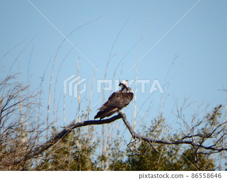It is an osprey (fish hawk) that appears at the mouth of the Nakasu River in the Hitotsuse River, Miyazaki Prefecture. It is an osprey (fish hawk) that appears at the mouth of the Nakasu River in the Hitotsuse River, Miyazaki Prefecture. 86558646