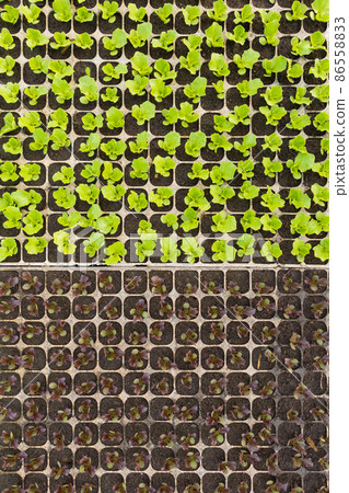 lettuce seedlings, green and purple, grow in cells, greenery texture, close-up lettuce seedlings, green and purple, grow in cells, greenery texture, close-up 86558833