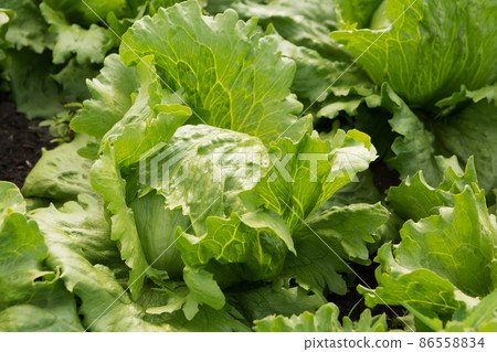 a lot of iceberg lettuce grows in the garden, one head, close-up a lot of iceberg lettuce grows in the garden, one head, close-up 86558834