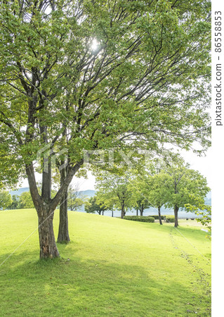 在公園的草地上散步 86558853