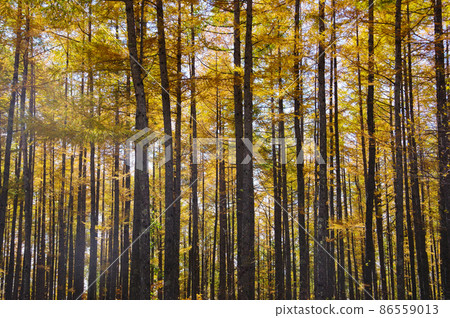 Yellow leaves of larch Yellow leaves of larch 86559013