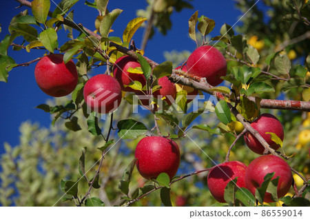 A bright red apple A bright red apple 86559014