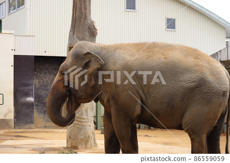 A landscape of a zoo with a large Asian elephant eating something with a long nose in its mouth 86559059