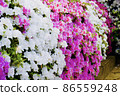 Azalea 86559248