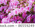 Azalea 86559249