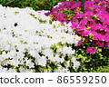 Azalea 86559250