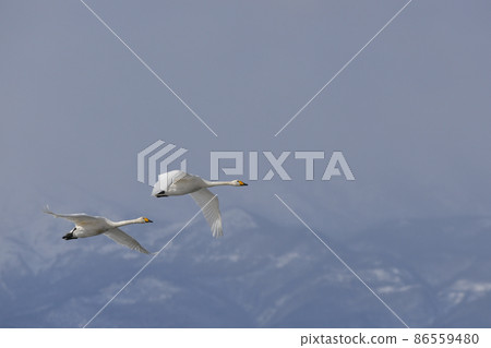 Swan Swan 86559480