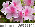 Azalea 86559494
