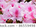 Azalea 86559498
