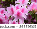 Azalea 86559505