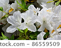 Azalea 86559509