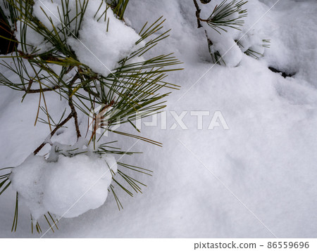 松樹和雪 松樹和雪 86559696