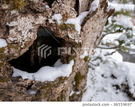 Snow and tree holes Snow and tree holes 86559697