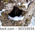 雪和樹洞 86559698