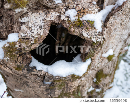 Snow and tree holes 86559698