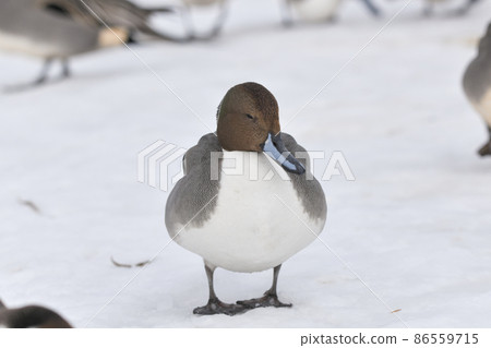 Pintail Pintail 86559715