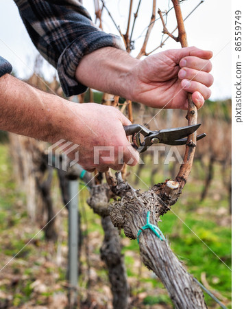 Farmer pruning the vine in winter. Agriculture. 86559749