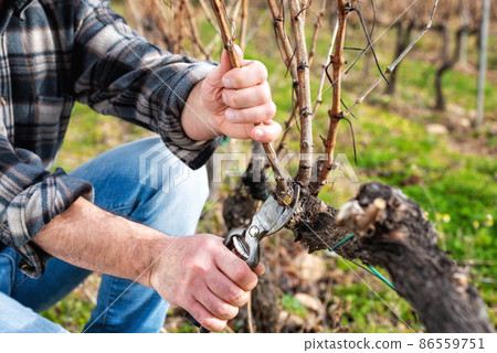 Farmer pruning the vine in winter. Agriculture. Farmer pruning the vine in winter. Agriculture. 86559751