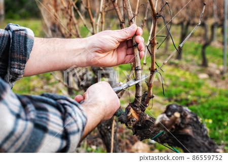 Farmer pruning the vine in winter. Agriculture. 86559752