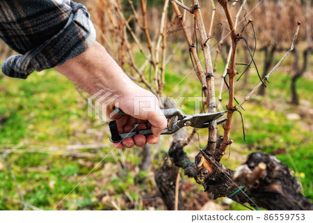 Farmer pruning the vine in winter. Agriculture. Farmer pruning the vine in winter. Agriculture. 86559753
