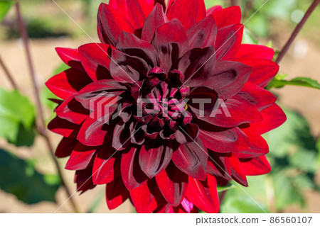 Beautiful red dahlia flower Beautiful red dahlia flower 86560107