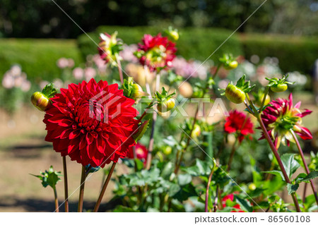 Beautiful red dahlia flower Beautiful red dahlia flower 86560108