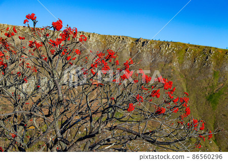 Beautiful red rowan berries in the mountains Beautiful red rowan berries in the mountains 86560296