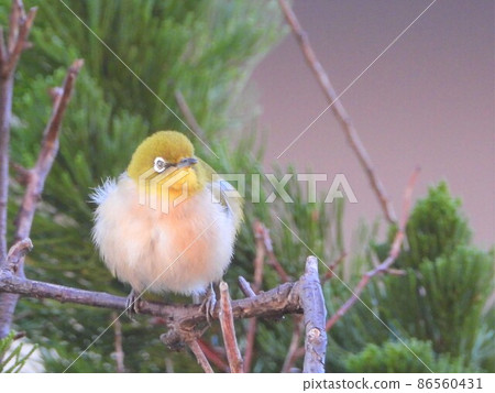 White-eye 86560431
