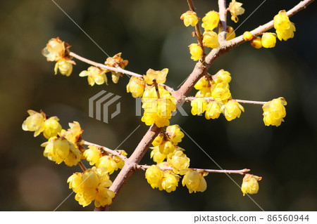 《Ninomiya Seseragi Park, Kanagawa Prefecture》 Japanese allspice flowers 86560944