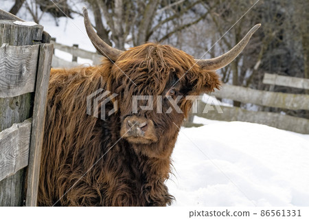Highlander scotland hairy cow yak detail close up 86561331