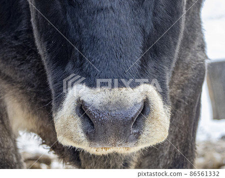 Cow nose detail close up portrait 86561332