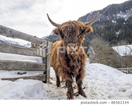 Highlander scotland hairy cow yak detail close up 86561334